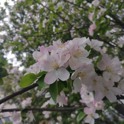 村居