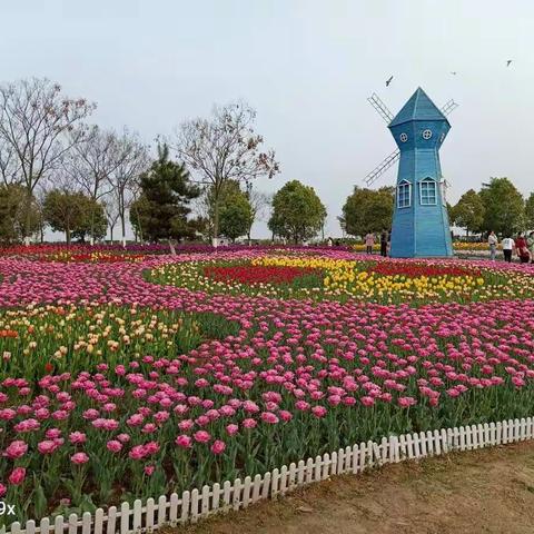 新野白河滩湿地公园的郁金香美不胜收！