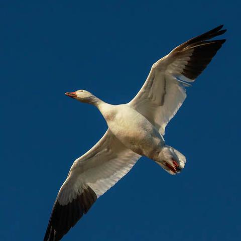Snow Goose