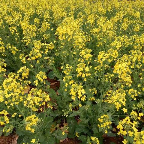 2020，我过了一个不一样的植树节!