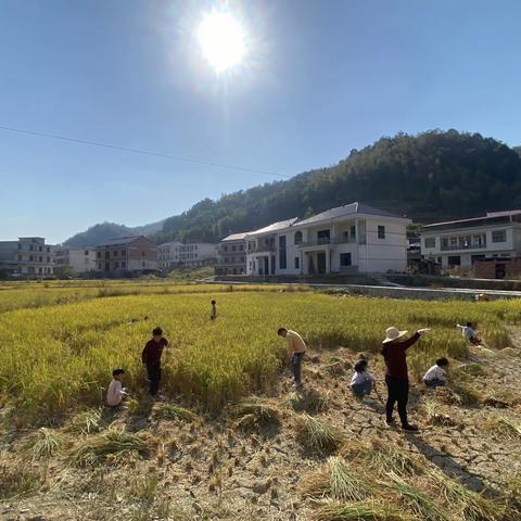 白溪学校四年级实践课—收稻谷，体验劳动的乐趣