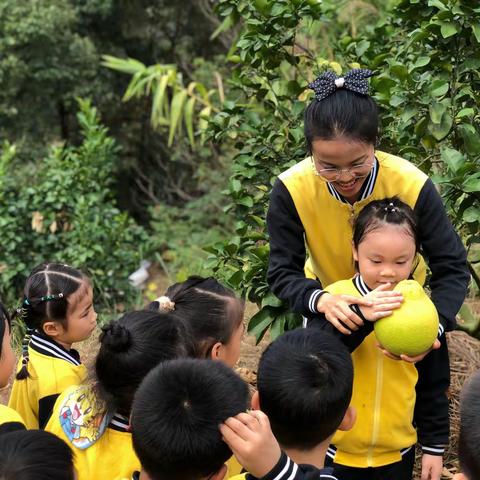 “柚”见美好，快乐采摘—本土特色主题活动-容县容州镇明道幼儿园