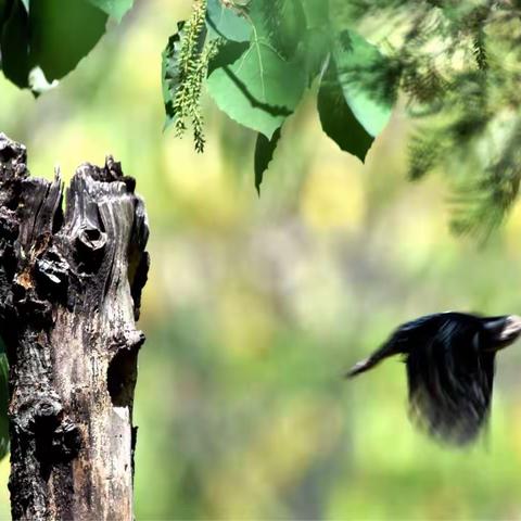 清明节    昆明   金殿                       小鸟的故事
