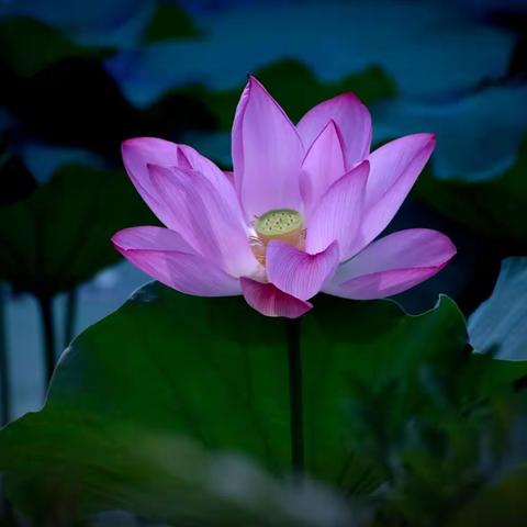 镜头里的荷花……