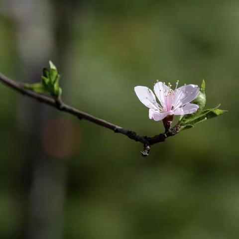 赏花……