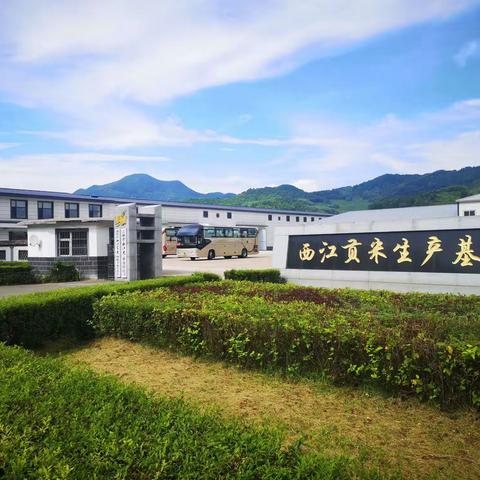 通化贡米大榛子