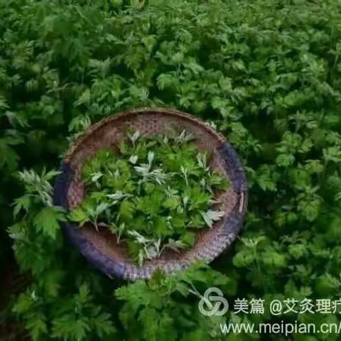 艾艾贴的原材料是艾草。产地为湖北的蕲春县，因为产地是湖北蕲春，所以我们也称为蕲艾。 蕲艾比普通艾叶