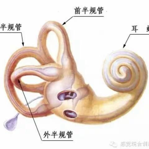 【前庭系统与大脑的关系】