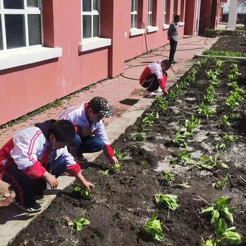 和平镇中心小学绿色种植第一阶段