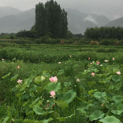 长安区王莽荷花