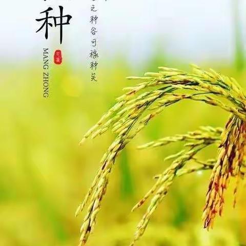 芒种芒种   幸福播种