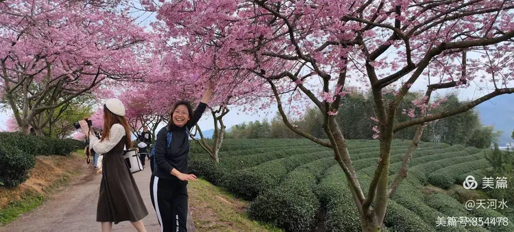 染井吉野樱花会结果吗