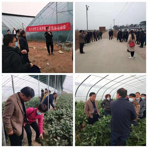 观技术，兴椒业，富农户