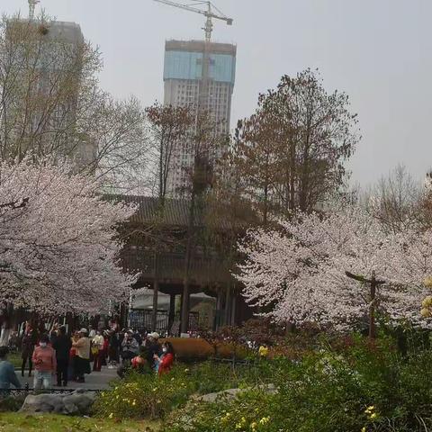 观樱季