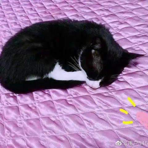 嗨！你家缺猫吗？