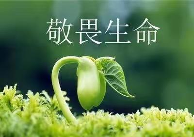 “敬畏生命，珍爱生命”班会                      五.13班孩子的点滴感受