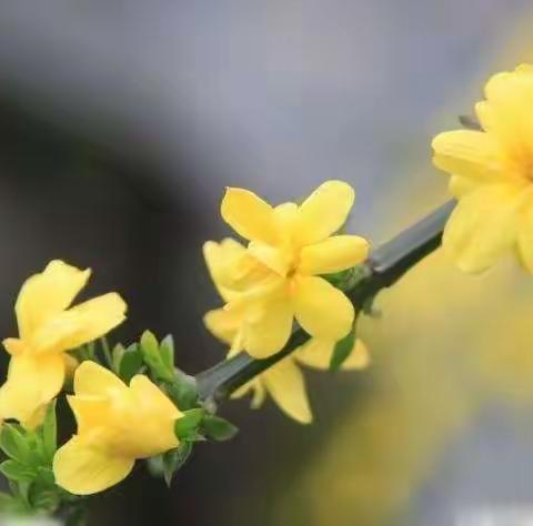 春暖花开      静等你来