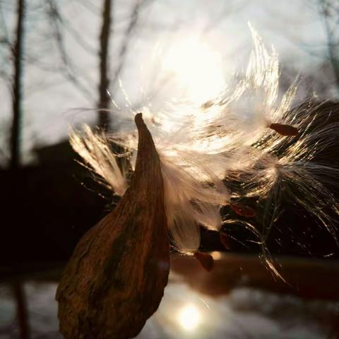 阳光穿过萝藦绒毛