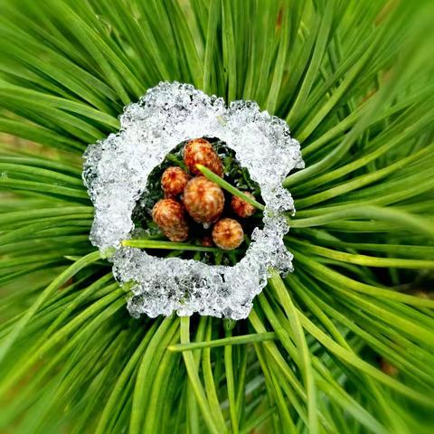 2017年温州的第一场雪