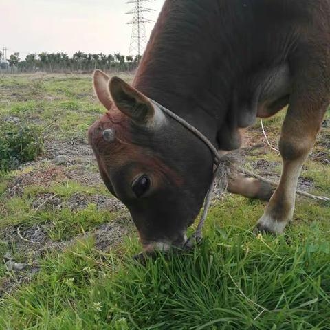 我的21天一起拍手机摄影日记