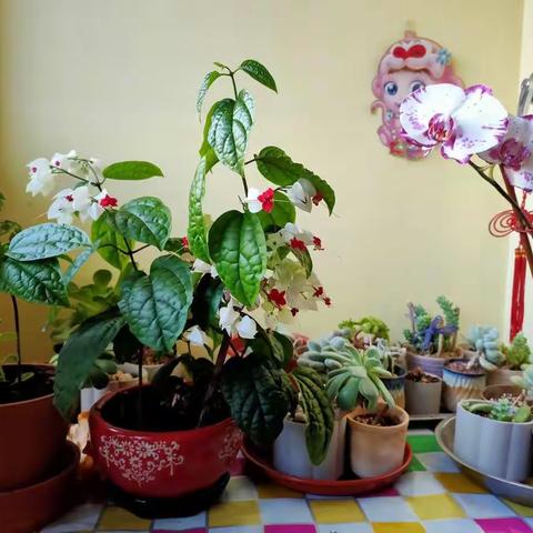 高海博2020寒假语文作业