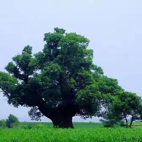 小树的梦想