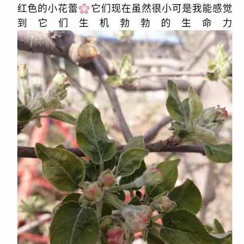 了解清明节，感受物候