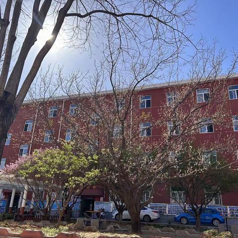 一树杏花引经年