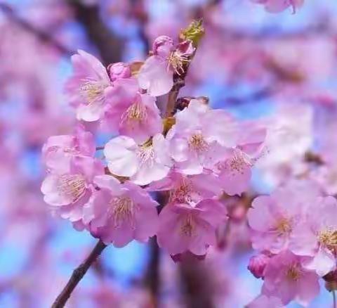 柳岸斜风浅黛春山，以学抗疫静待春天