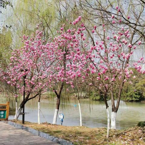 诗情画意吐芬芳（一）