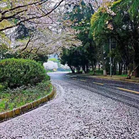武大旷世落樱