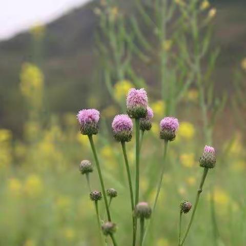 疫情无情春有情 春暖花开物复苏