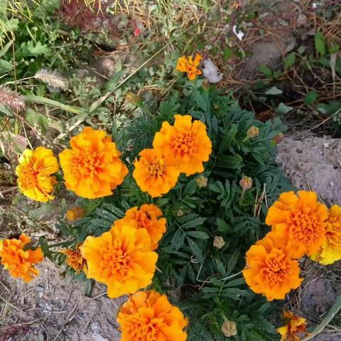 情到深处诗自成（打油轱辘体一辑）