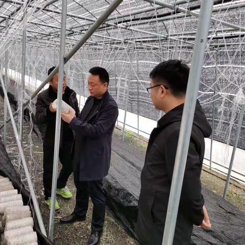 县扶投公司紧跟食用菌项目生产，确保产业质量