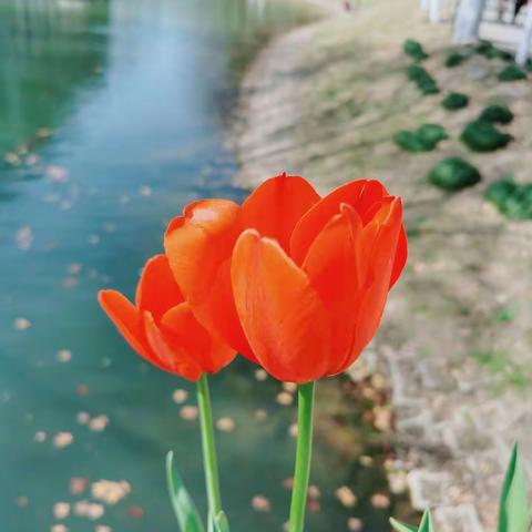 春暖花开，花儿绽放