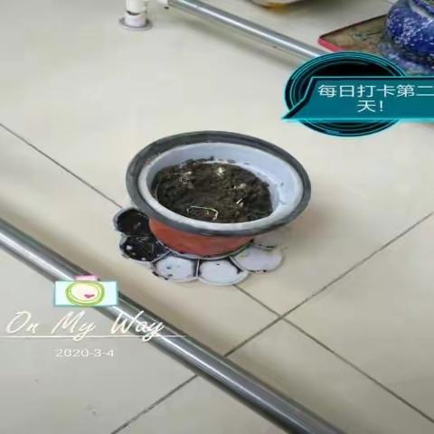 大蒜的生长日记     五（5）班  陈易欣