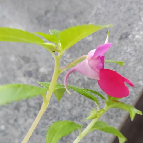 小小的种子开大大的花