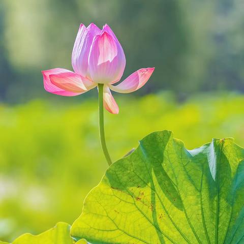 姊妹再游荷花湾（一册）