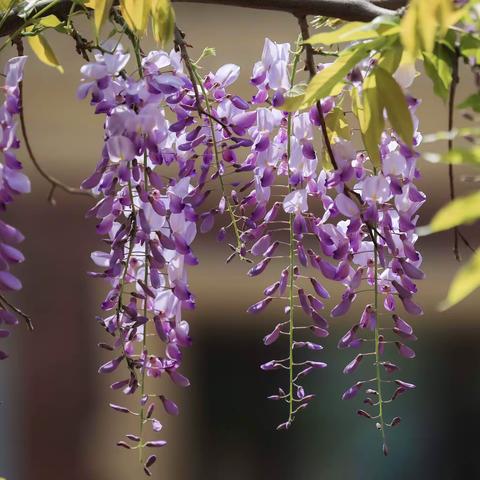 宜阳花开  紫气东来