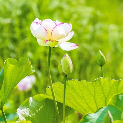 姊妹再游荷花湾（二册）