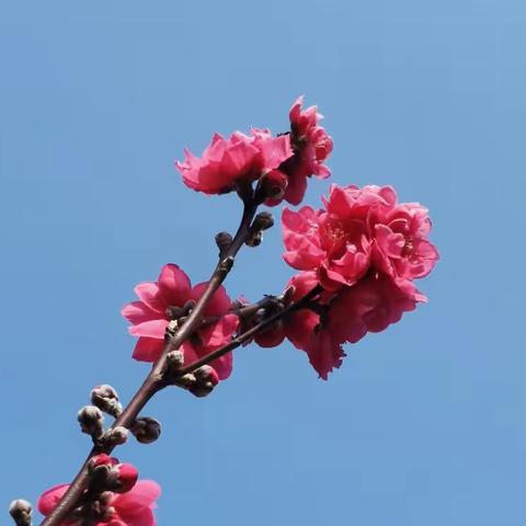 春的烂漫 文：原创 图：自拍