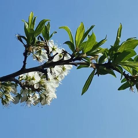 一枝桃绽睐 文：原创 图：自拍