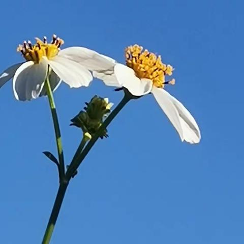 山高而梦远 文：原创 图：自拍