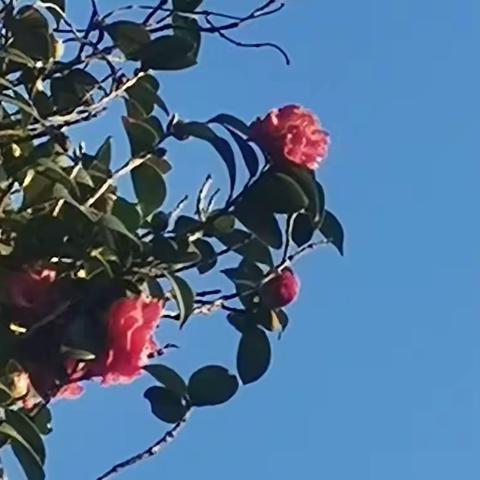 春，是一首歌 文：原创 图：网络