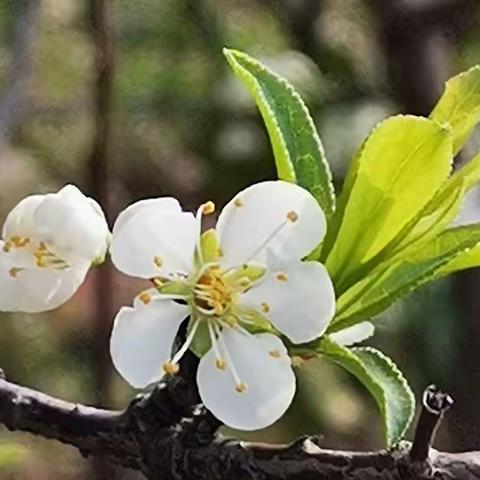 一树梨花香茗馥 文：原创 图：自拍