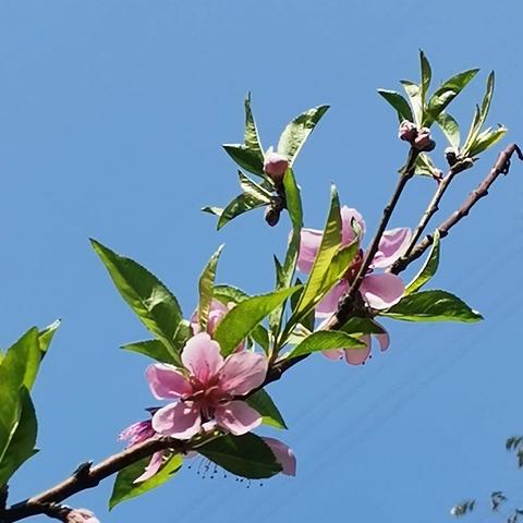 古韵新妆春煦浴 文：原创 图：自拍