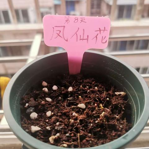 凤仙花的成长