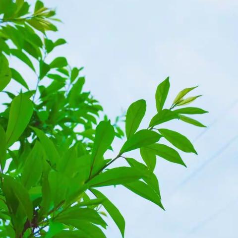桥头邓屋新阳幼儿园中一班——“亲子战“疫”以爱攻毒”微课堂<六>