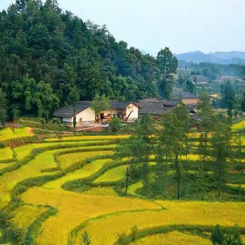 张家山（八）