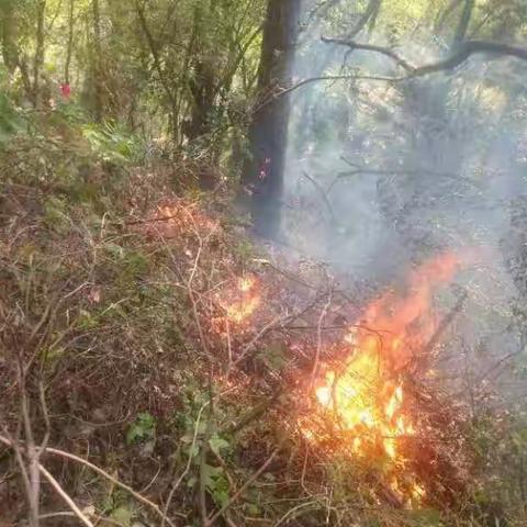 逆火而上，向险而行黄石精武保安沉稳应对扑灭团城山山火